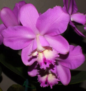 C Lavender Ice x loddigesii