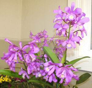 C. Meadii