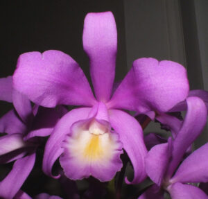 C. Meadii