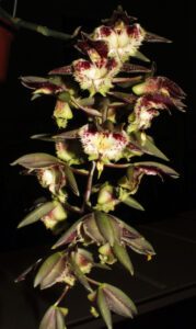 Ctsm. fimbriatum x unknown