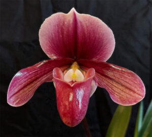 Paph. Mrs Haywood