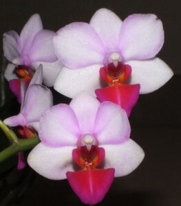 Phal. Liu's Berry Trinity