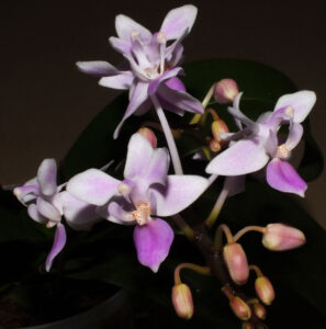 Phal. equestris 'Blue'
