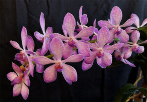 Prta. Blue Boy 'Jill'
