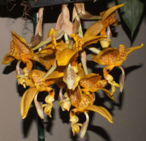 Stanhopea oculata